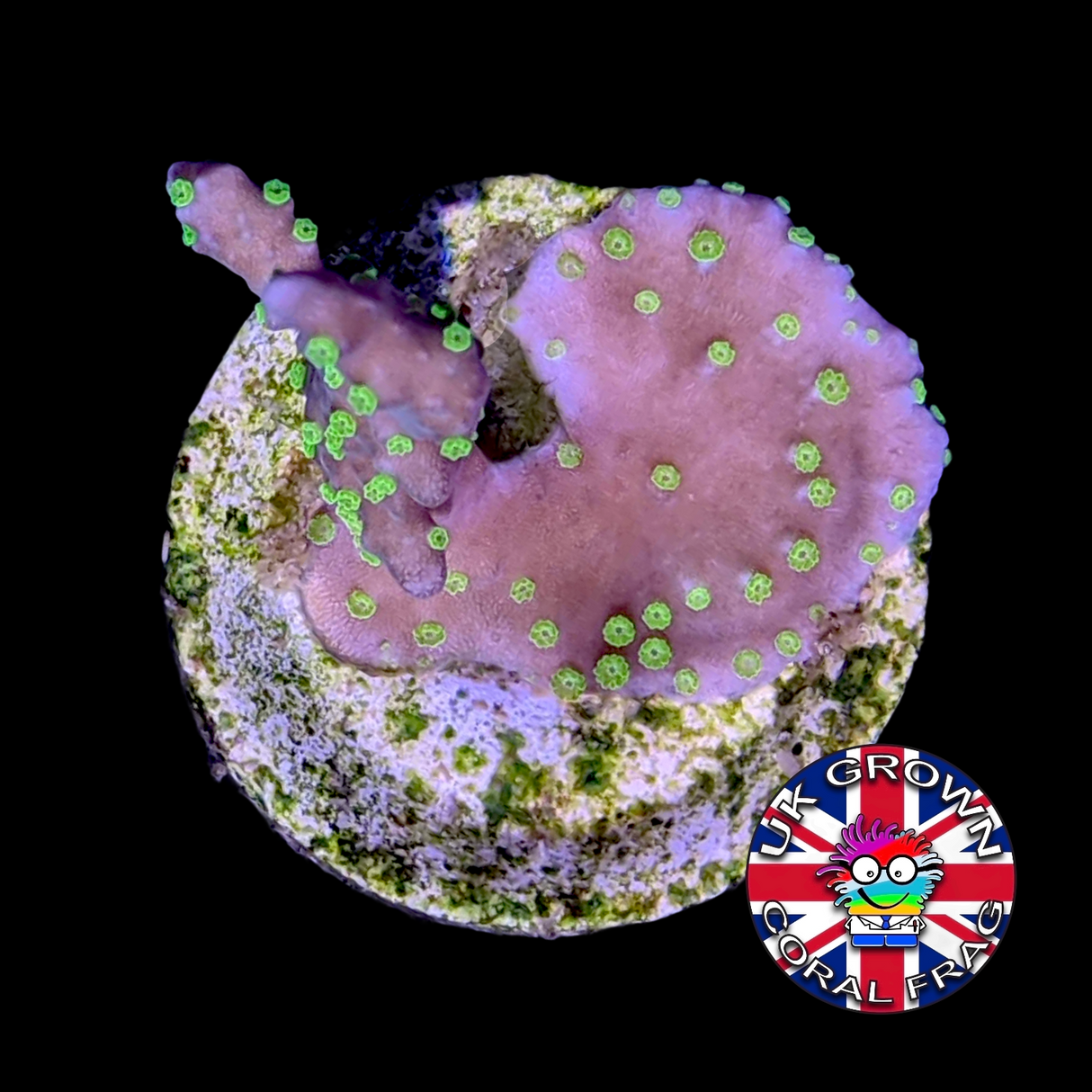Hirsuta Montipora (UK Grown)