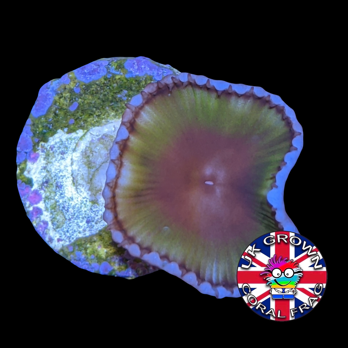 Grandis Paly Zoa Frag (UK Grown)