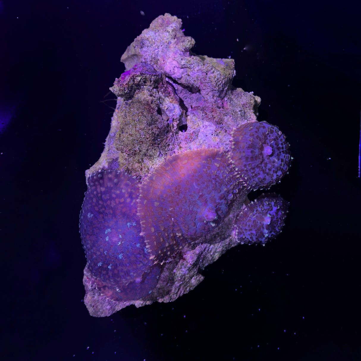 Ricordia Yuma Mushroom