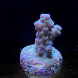 Acropora Frag