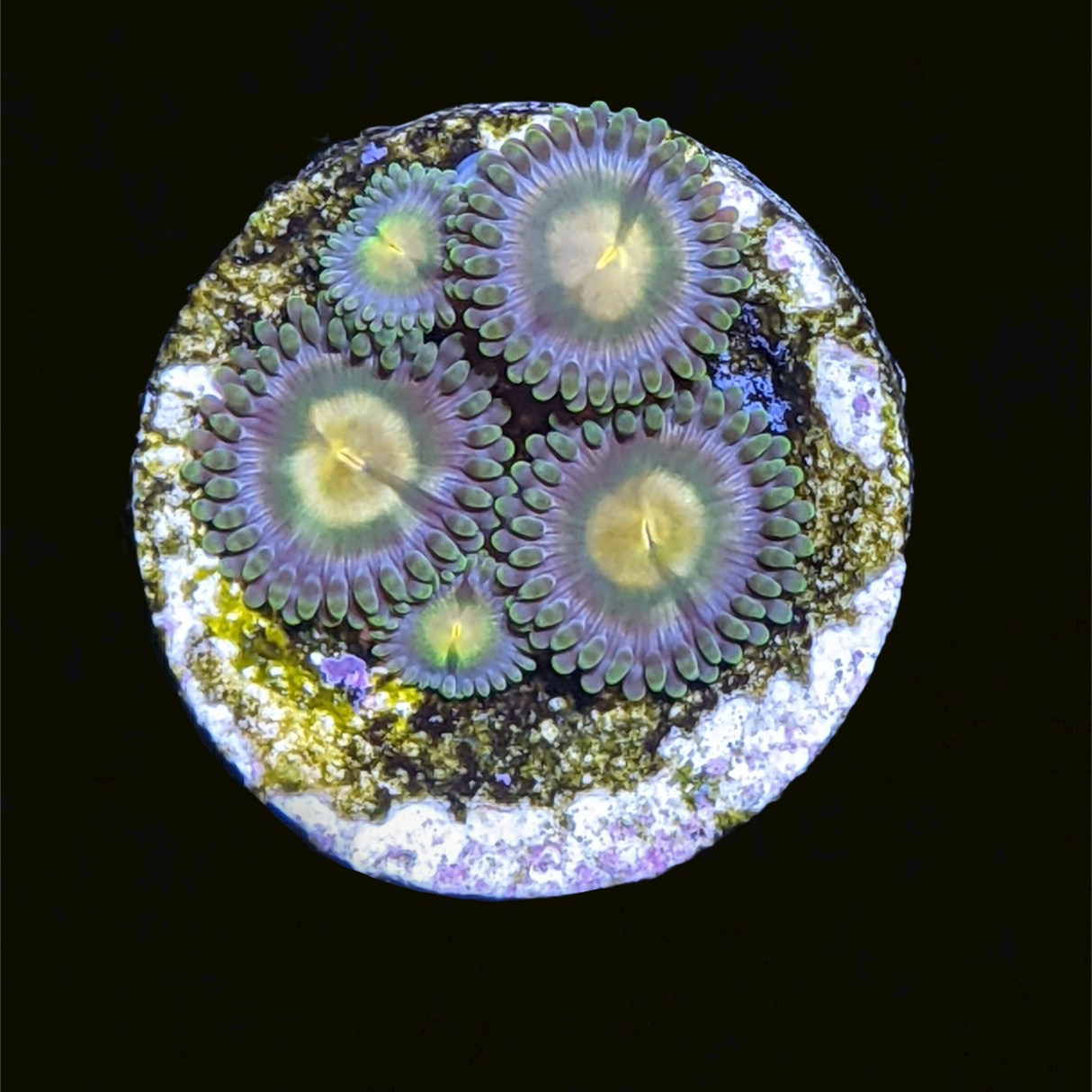 John Deere Zoa Frag