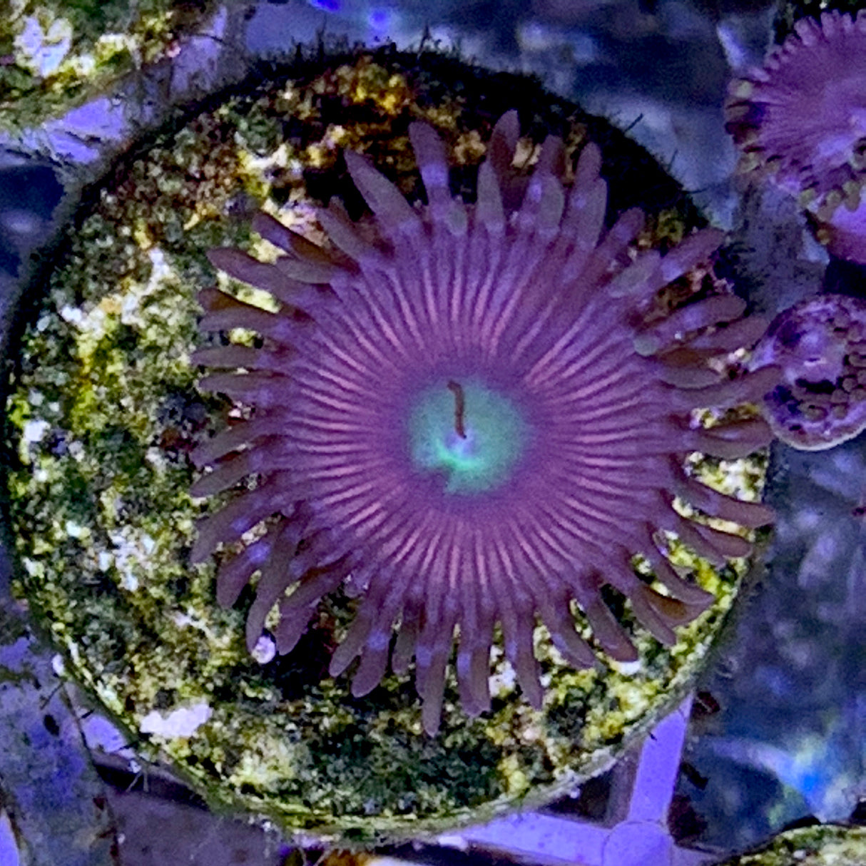 1 polyp Zoa frag