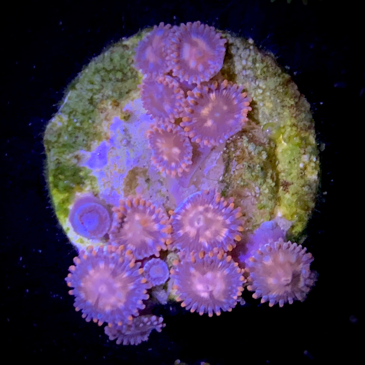 Zoa Frag