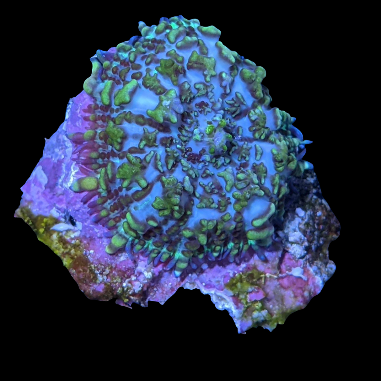 Rhodactis Mushroom