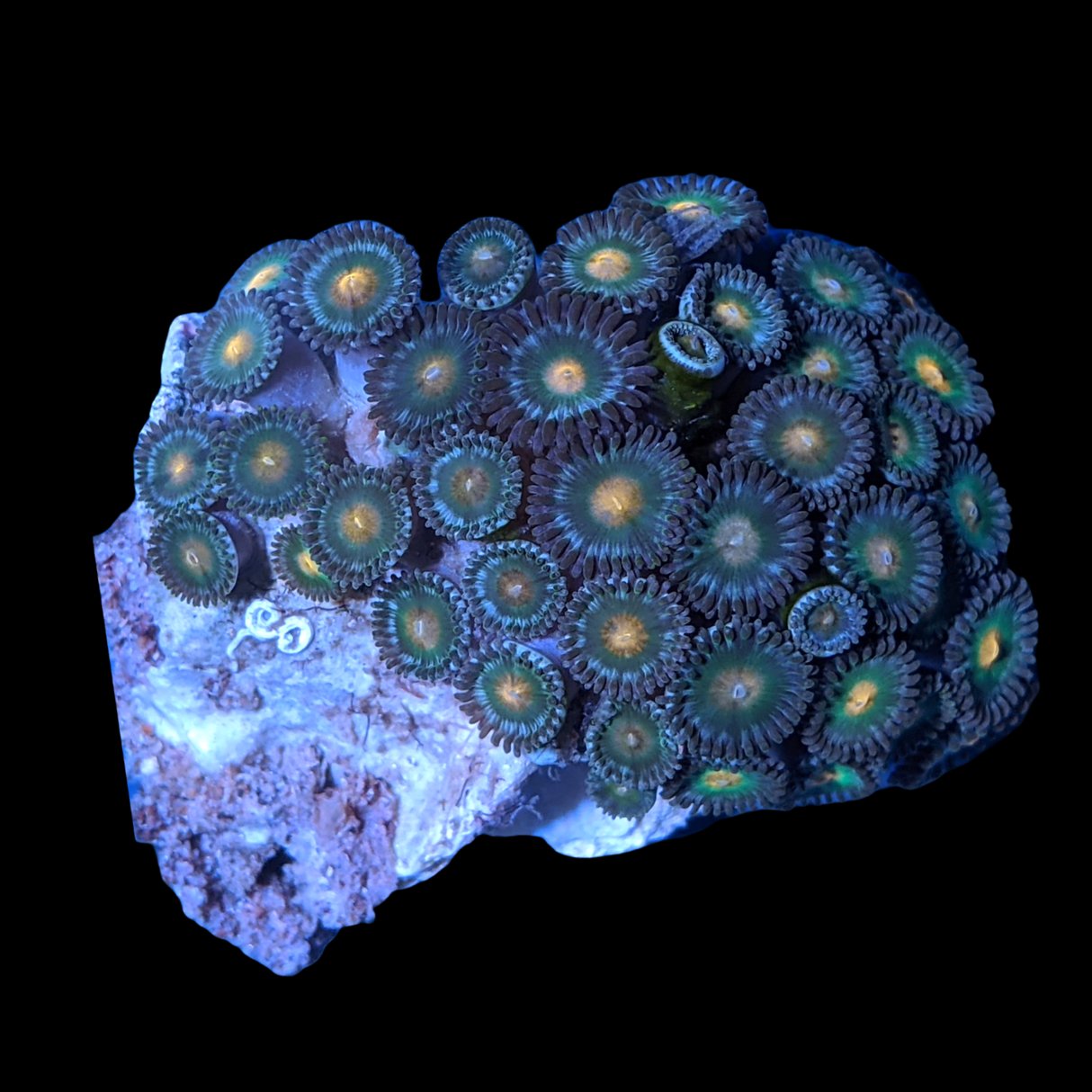 Mini Zoa Colony