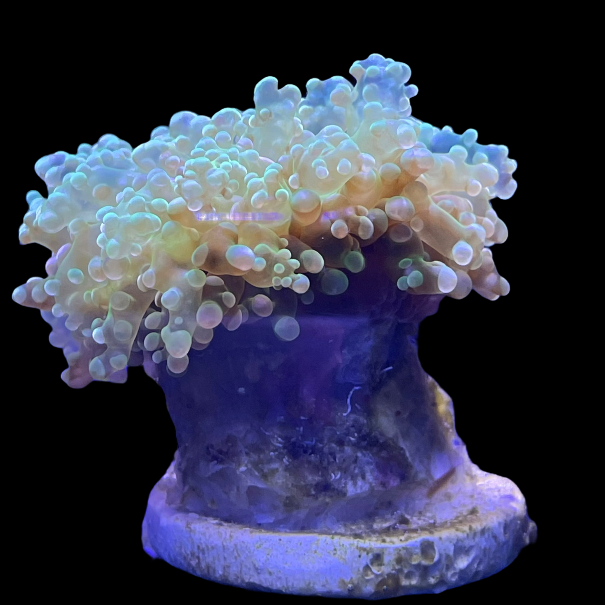 Aquacultured Indonesian Frogspawn Frag