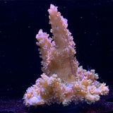 Acropora Frag