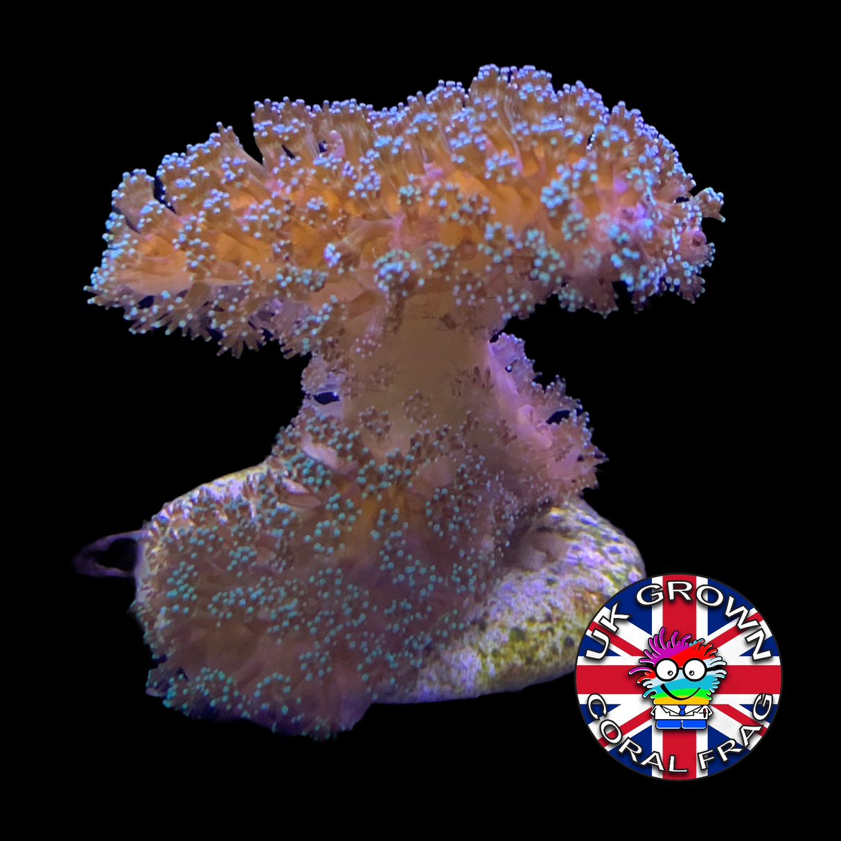 Green Stylophora Pistillata (UK Grown)
