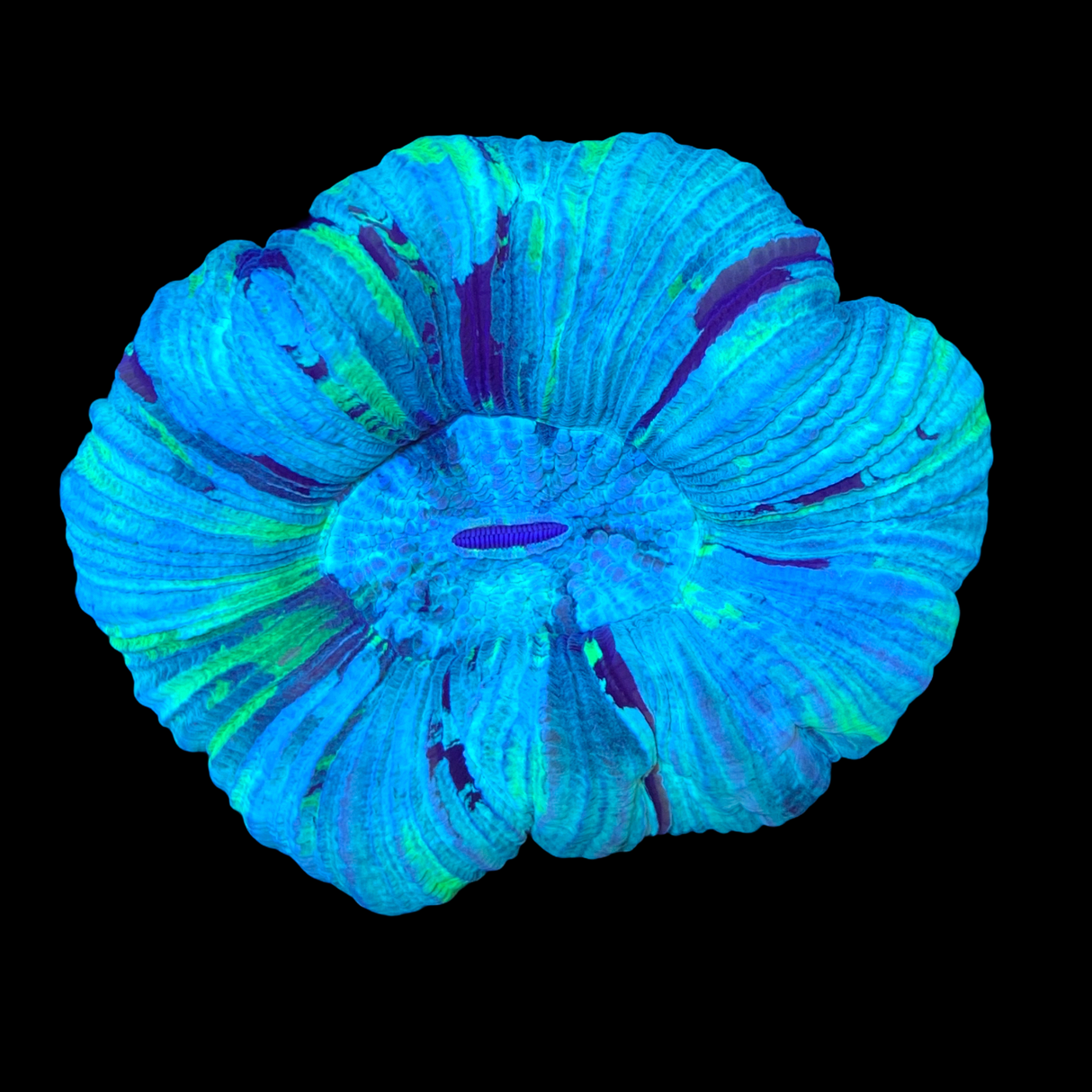 Trachyphyllia (Collection Only)