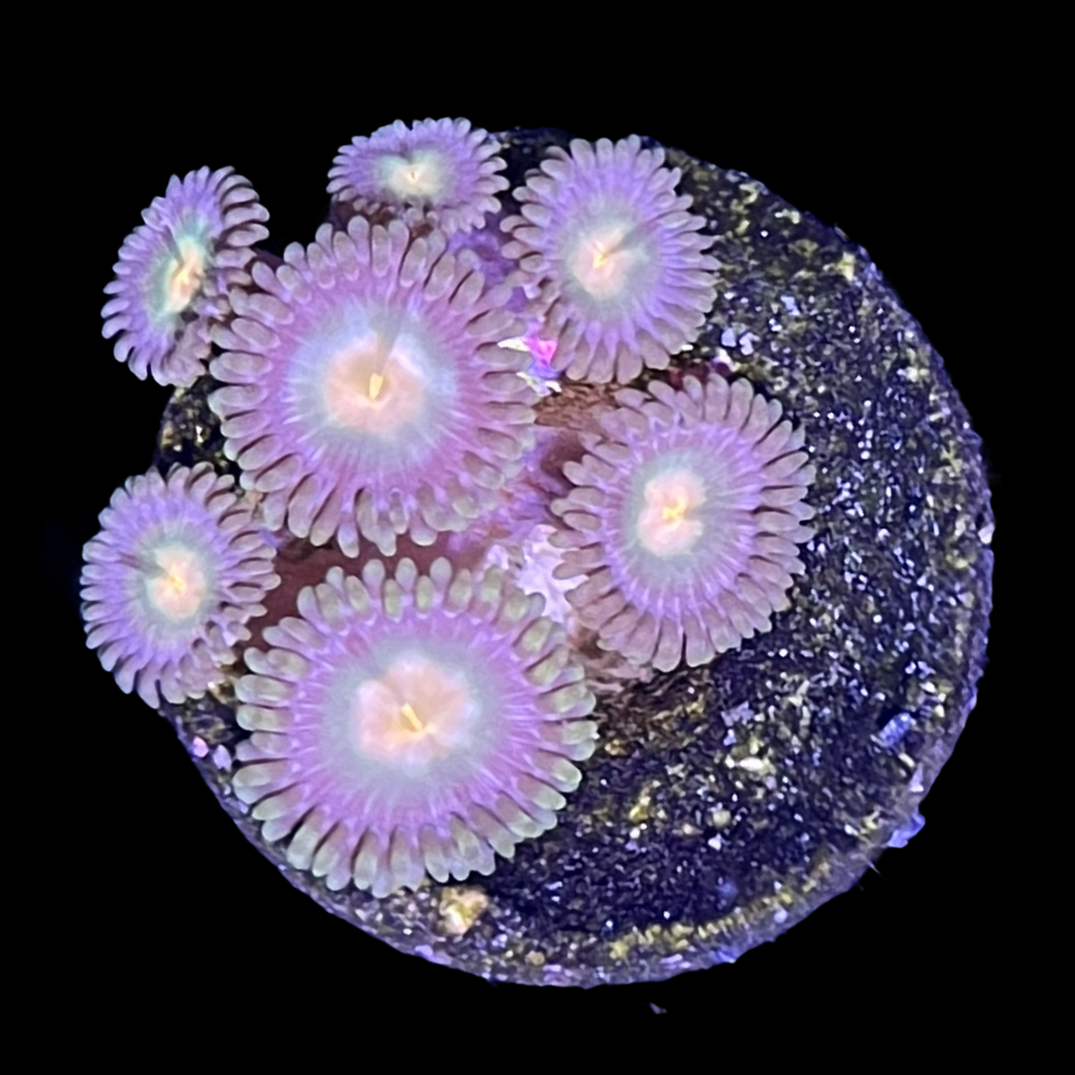 John Deere Zoa Frag