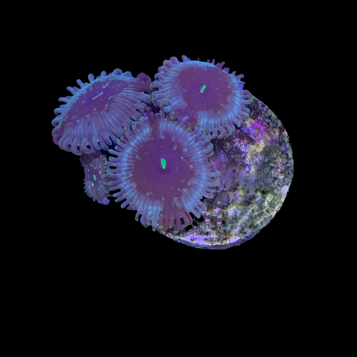 Zoa Frag (UK Grown)