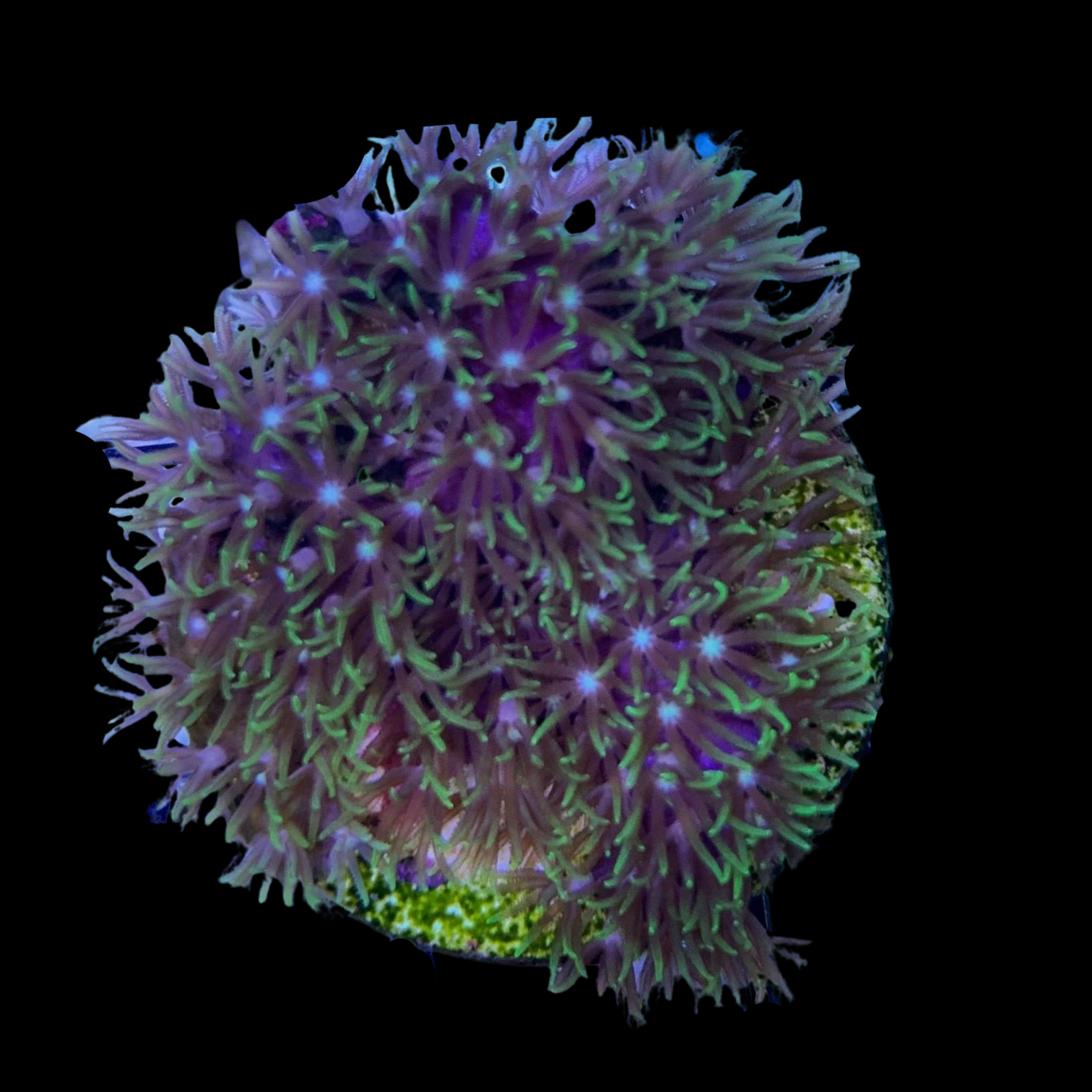 Green Star Polyps (Large Plug)