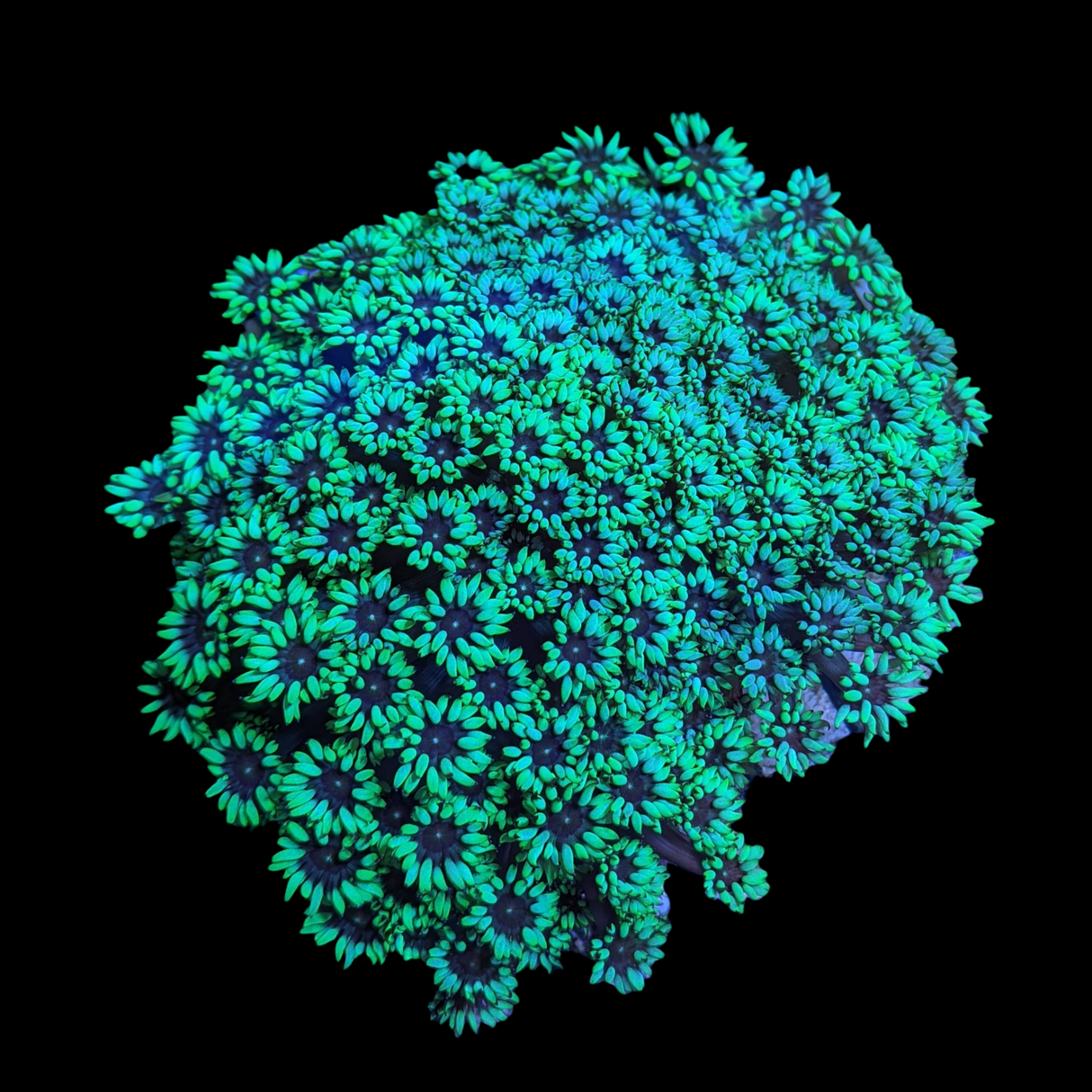 Green Goniopora (collection Only)