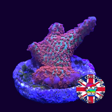 Forest of Fire Montipora digitata (UK Grown)