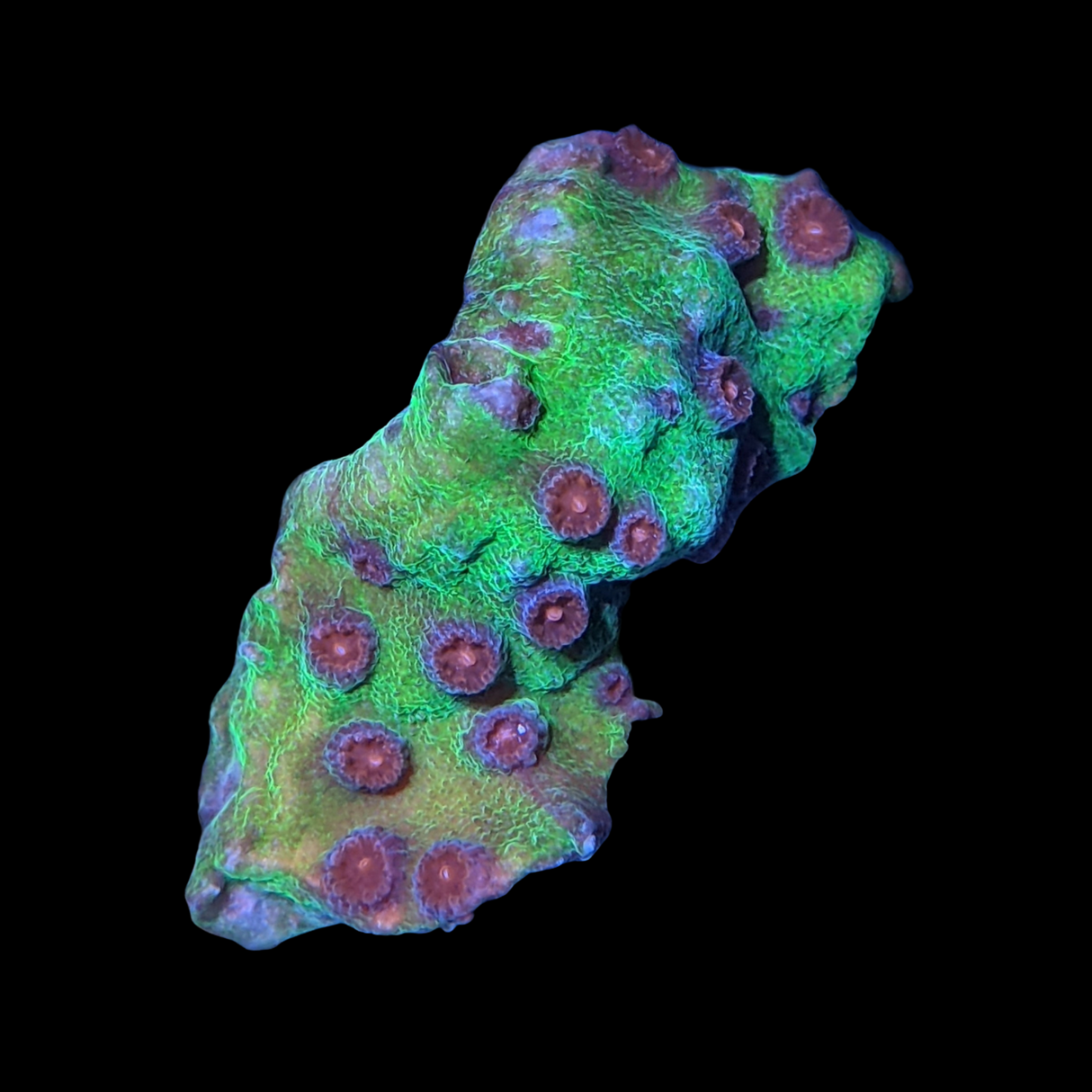 Jingle Bells Cyphastrea