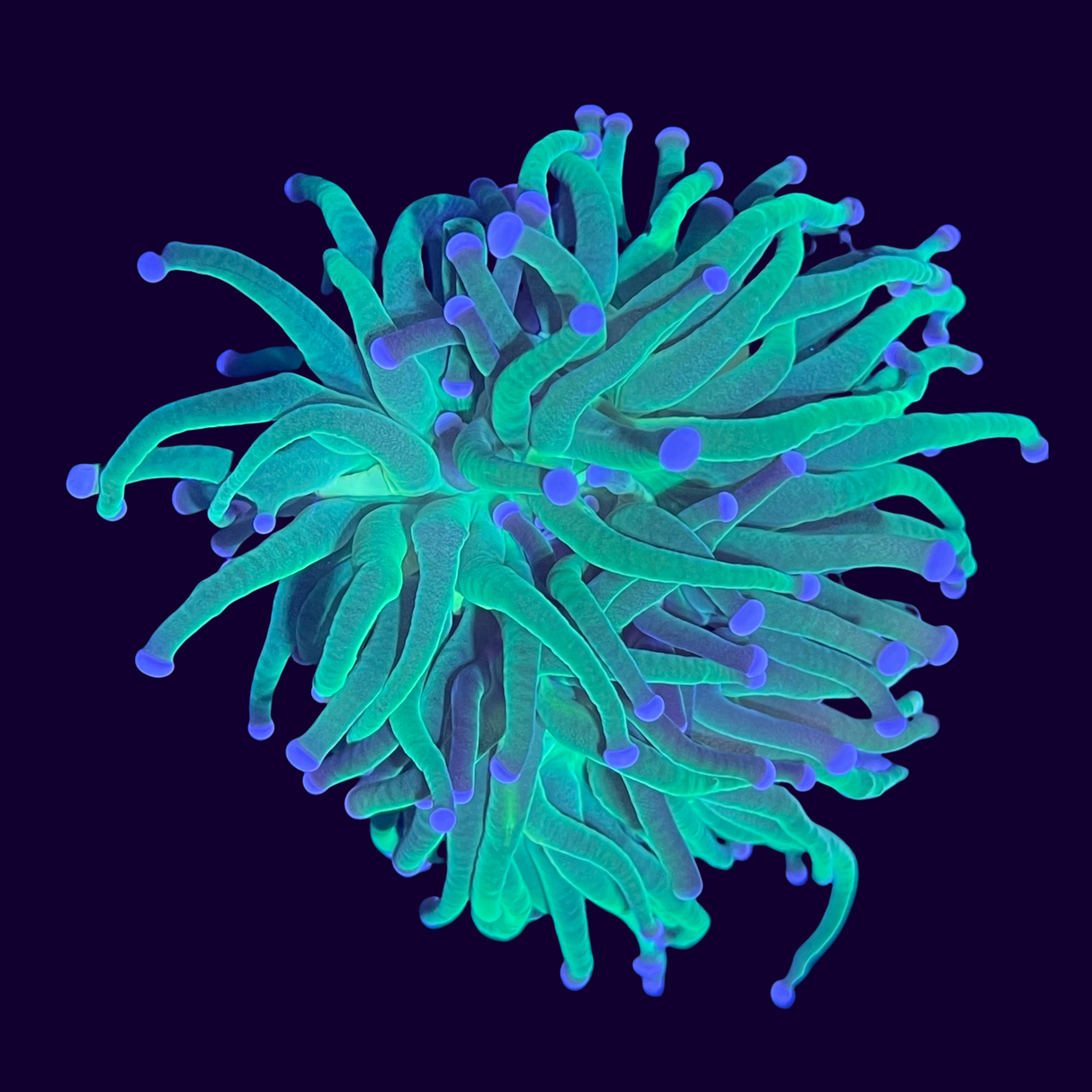 Aquacultured Indonesian Torch Frag