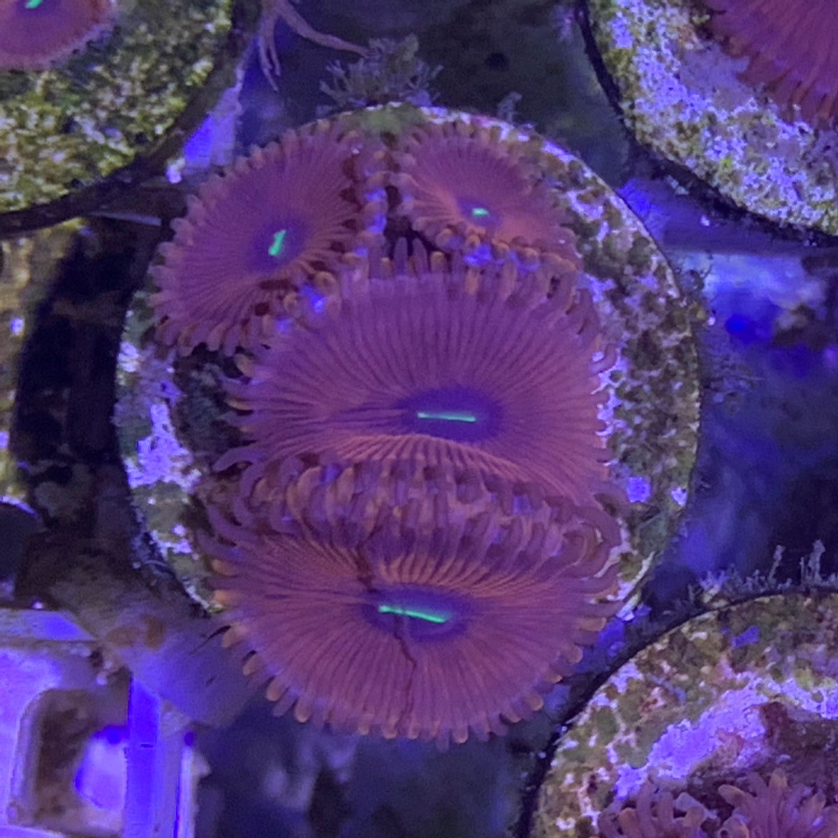 4 polyp Zoa frag – thecoralcentre