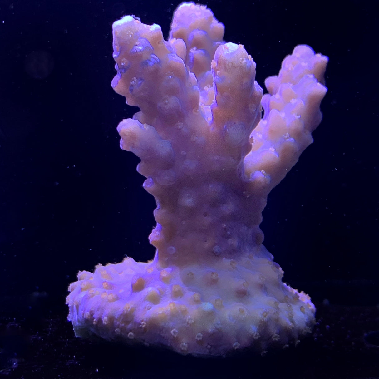 Acropora Frag