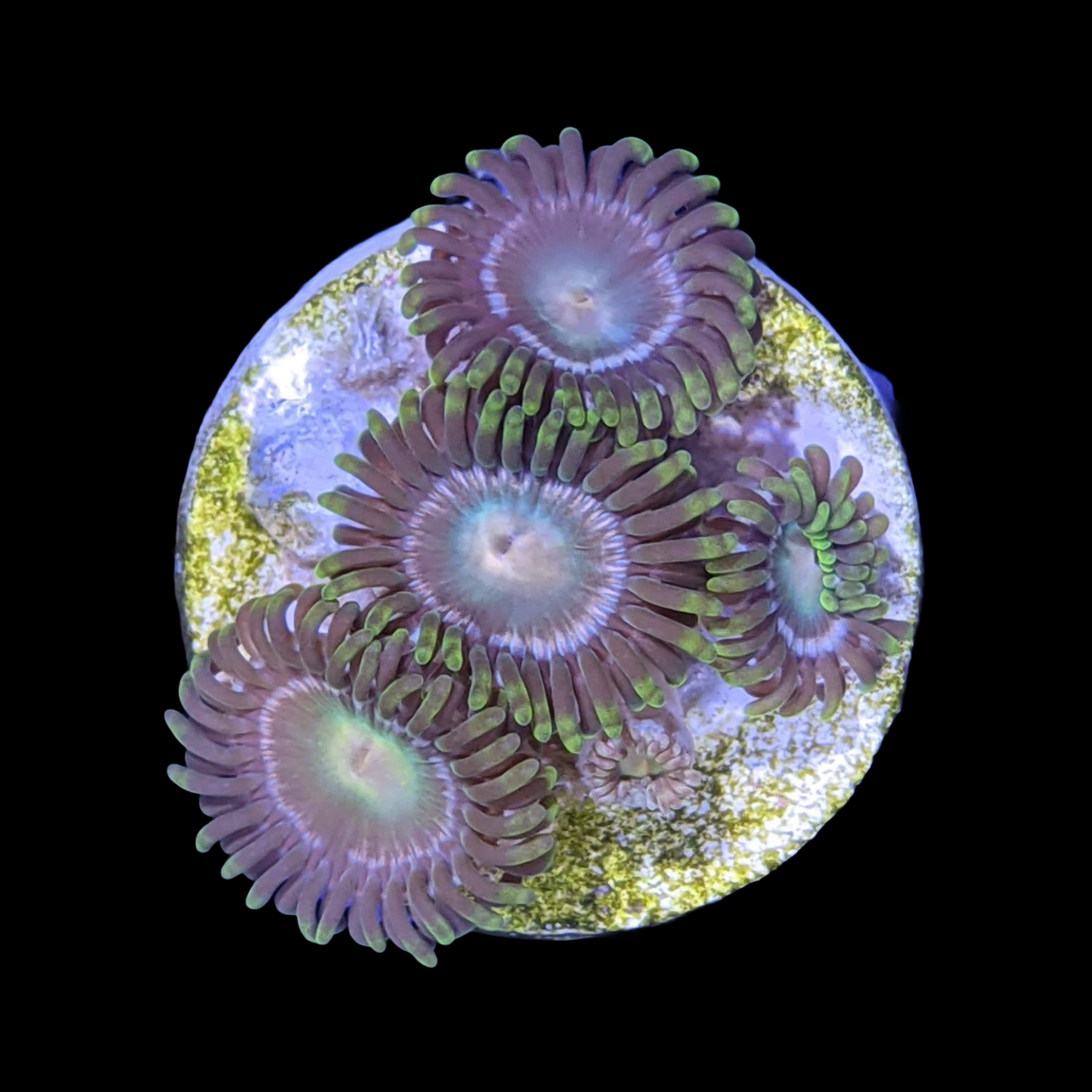 Zoa Frag