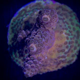 Millepora Frag