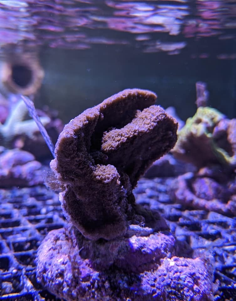 Bali Montipora