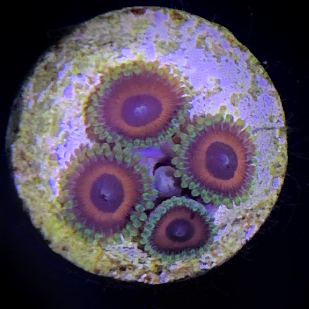 Zoa Frag