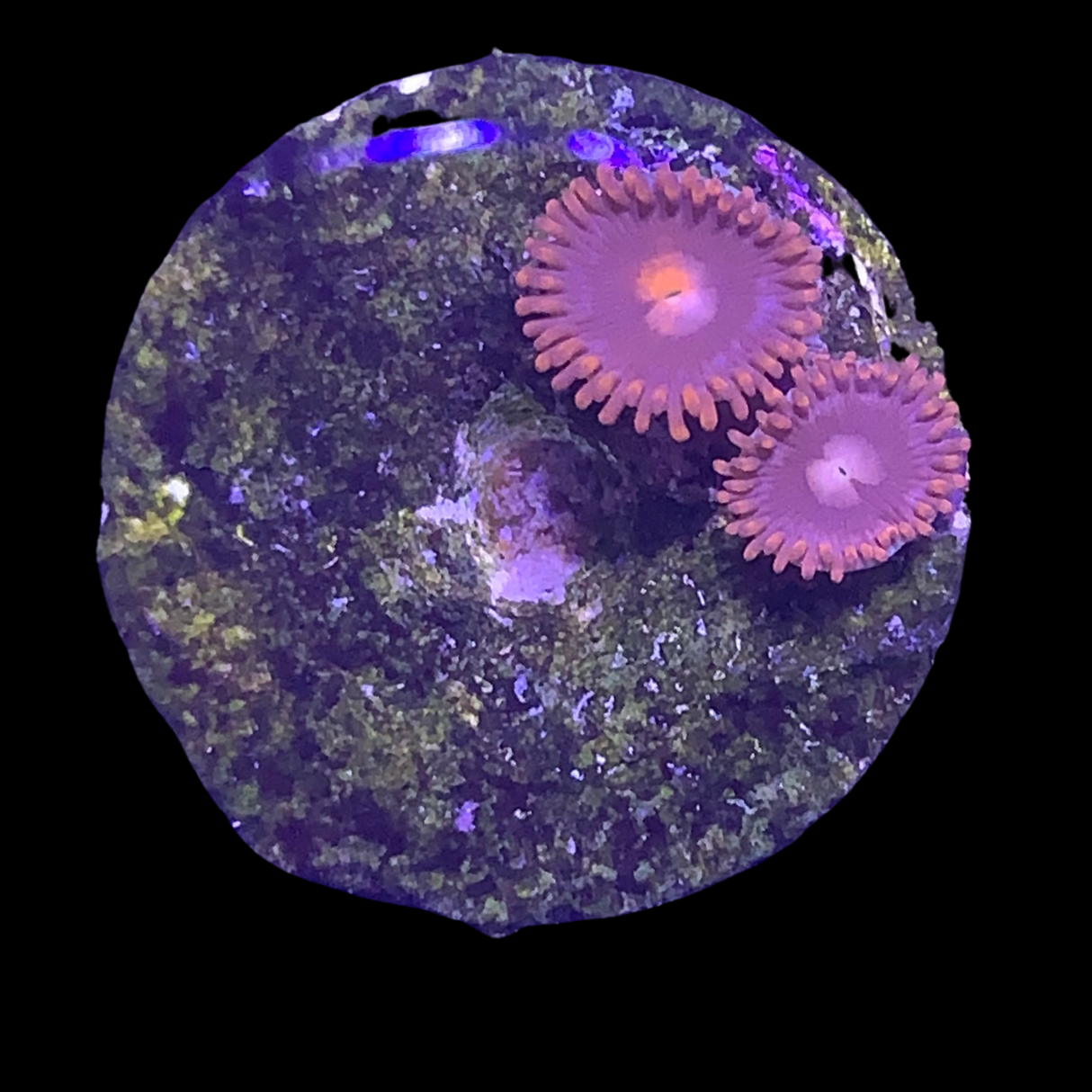 Zoa Frag