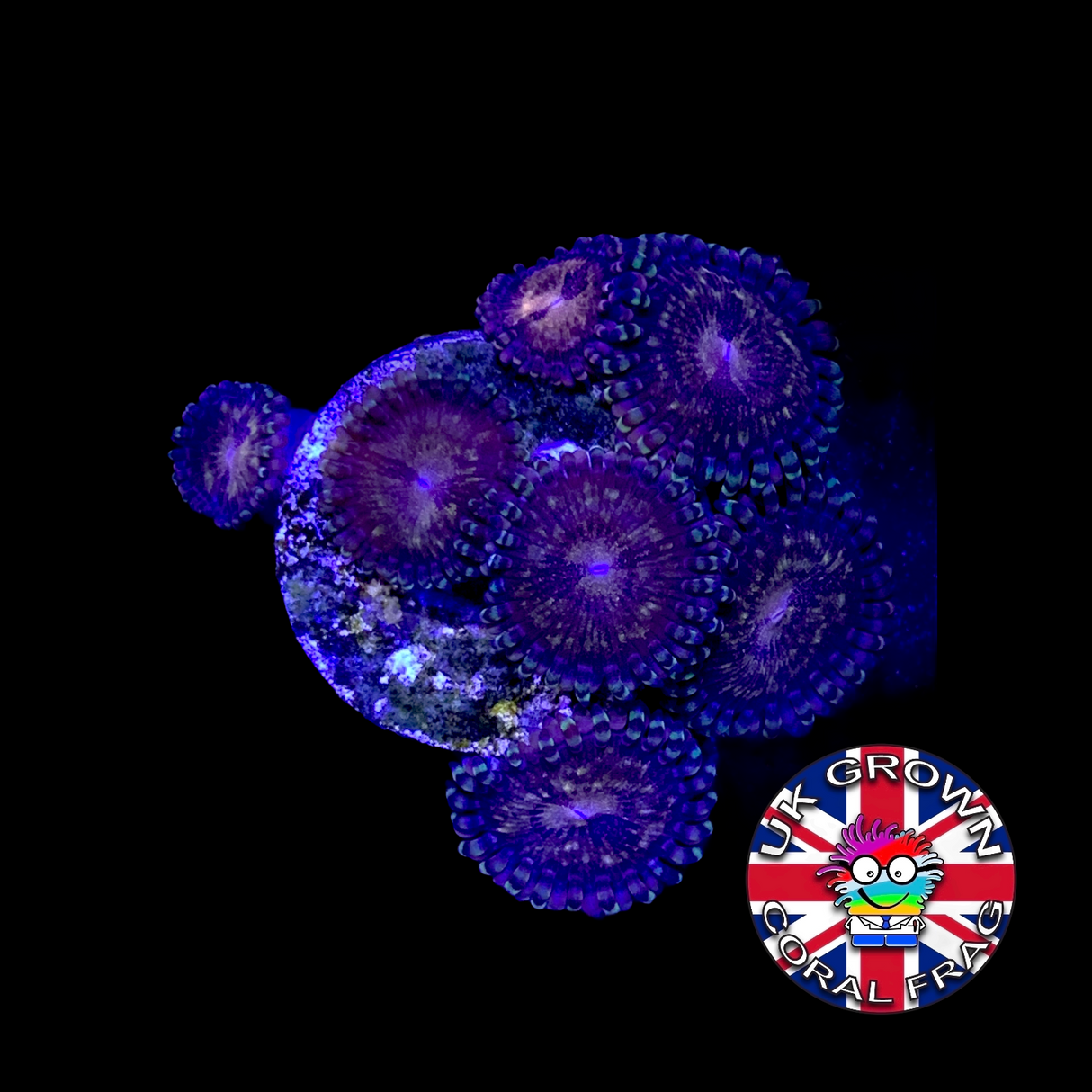 Zoa Frag (UK Grown)