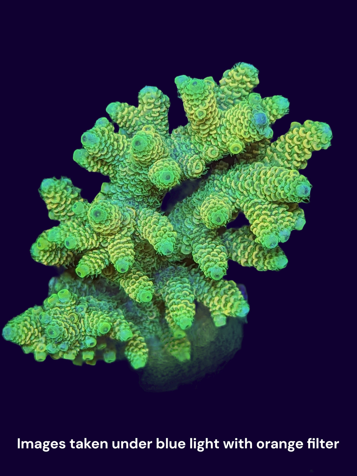 Acropora Indonesia Colonies