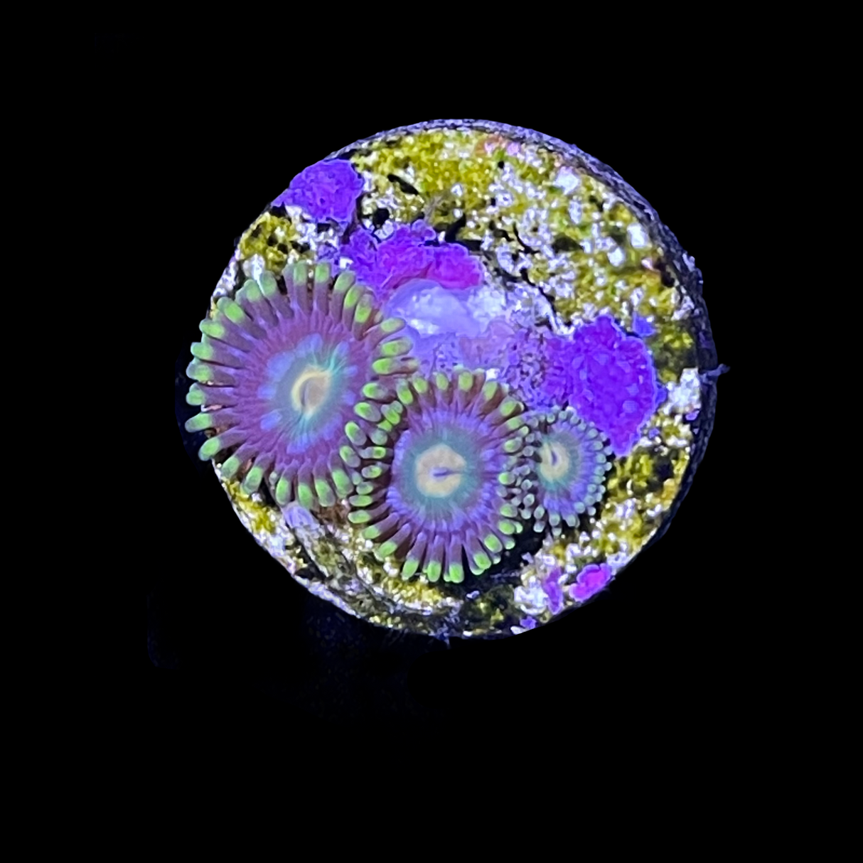 Zoa Frag