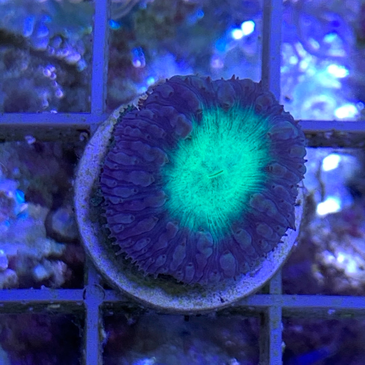 1 Head Grey / Green Blastomussa