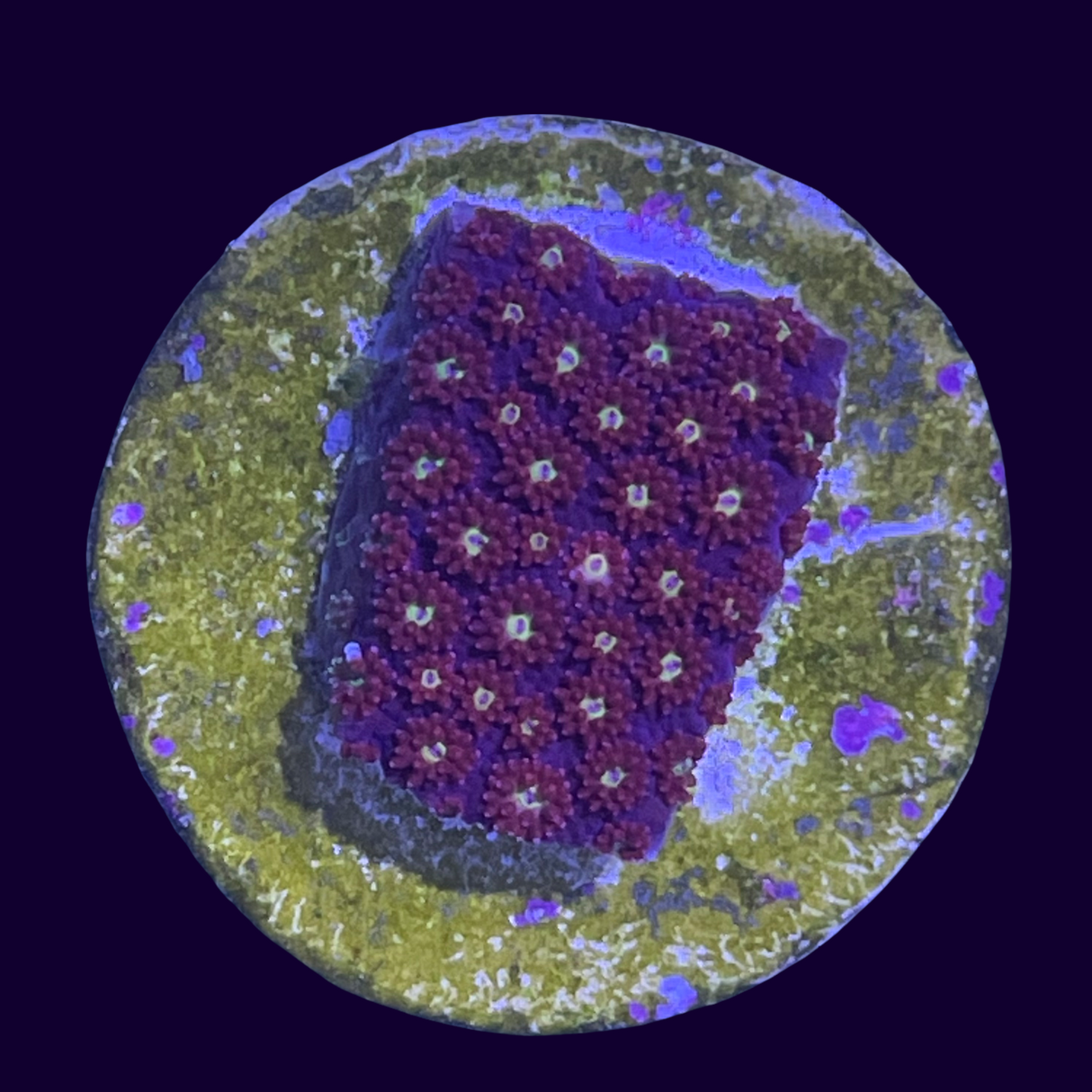 Burning Amber Goniopora