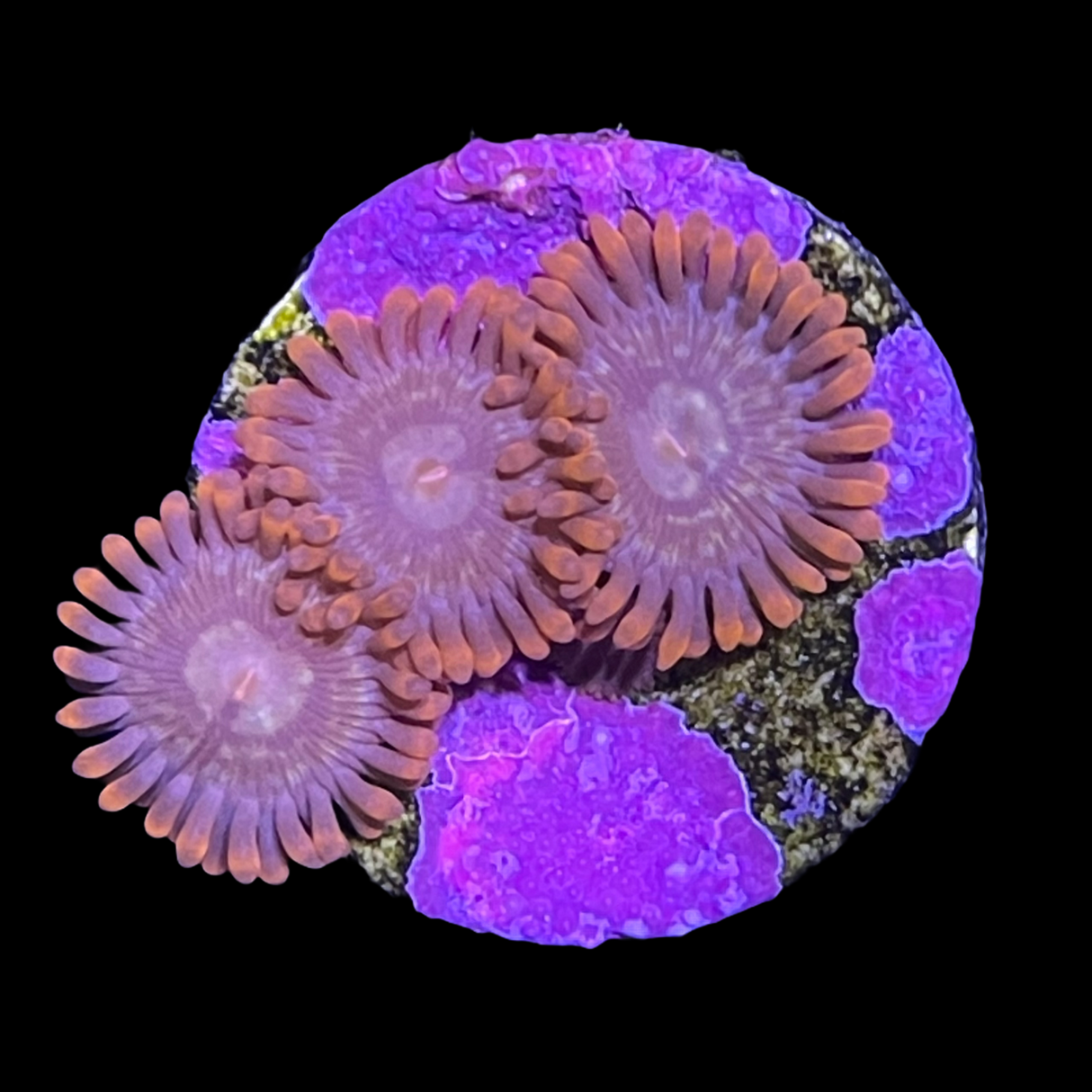 Chocolate Orange Zoa Frag