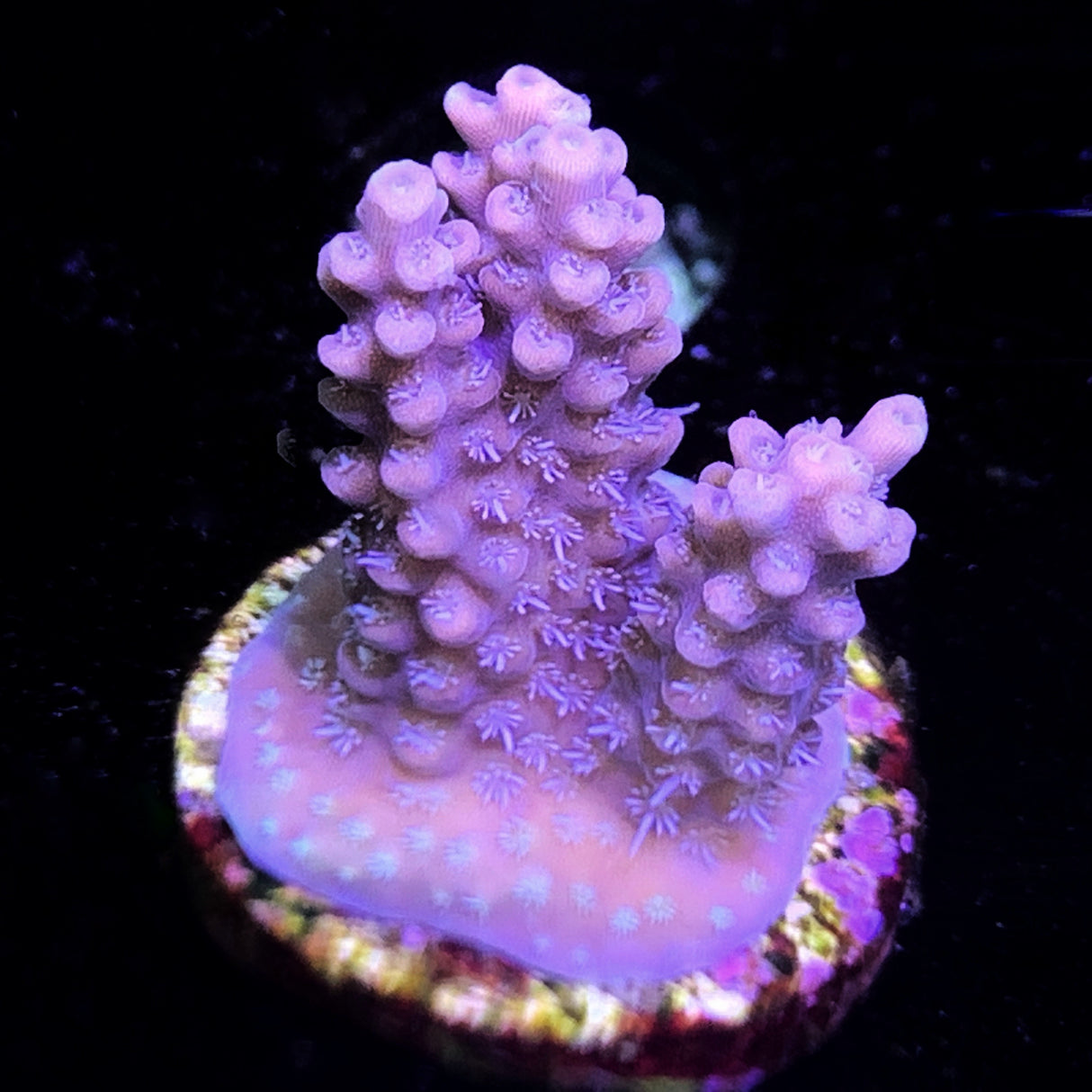 Acropora Frag