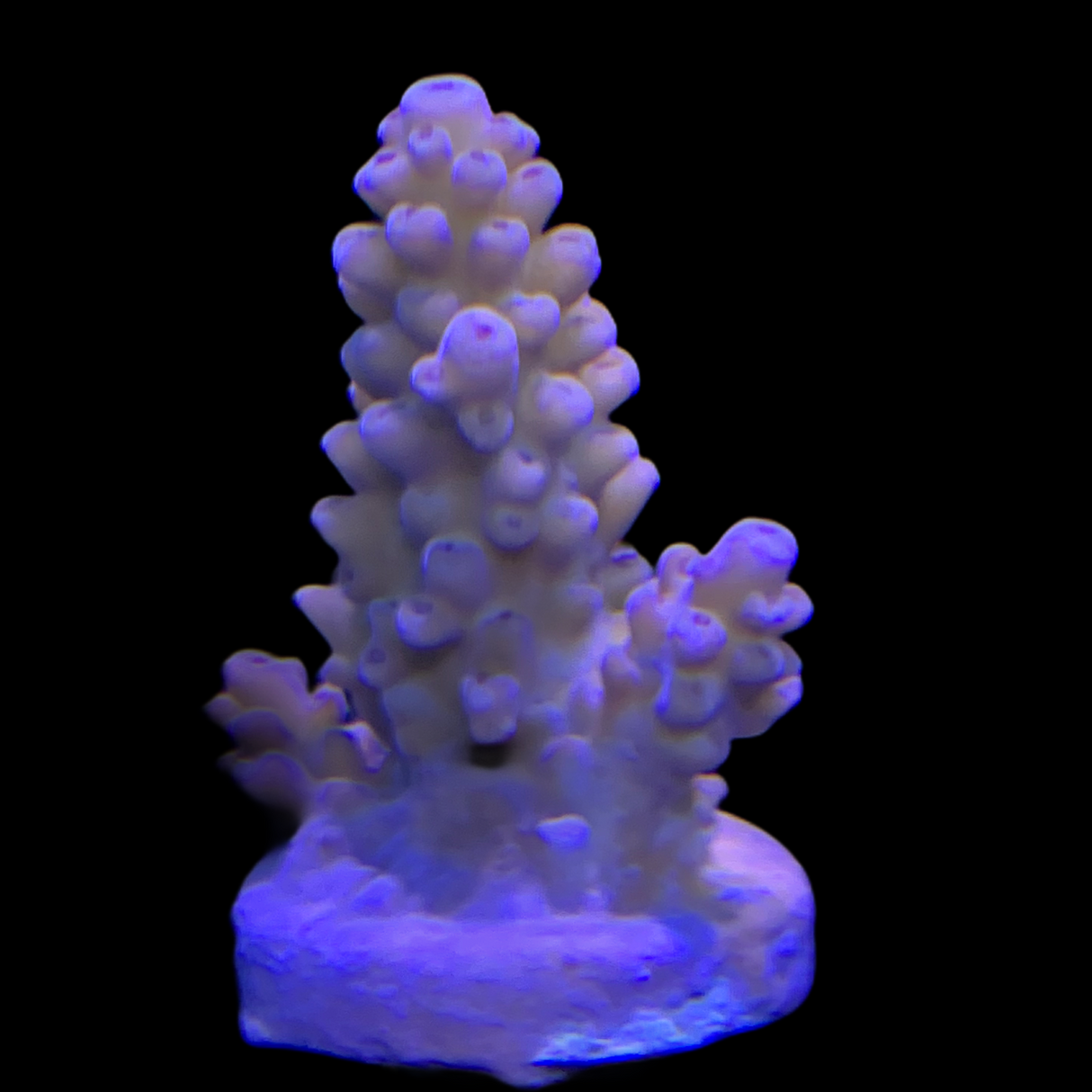 Acropora Frag