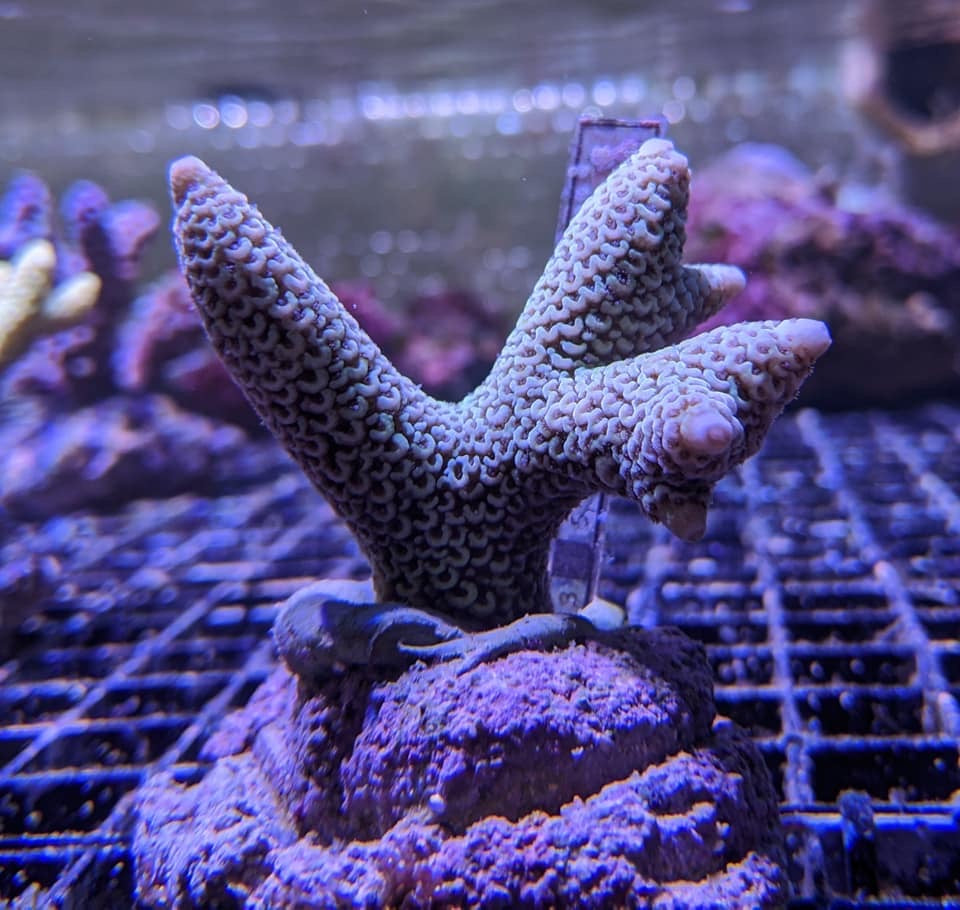 Bali Millepora