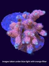 Acropora Indonesia Colonies