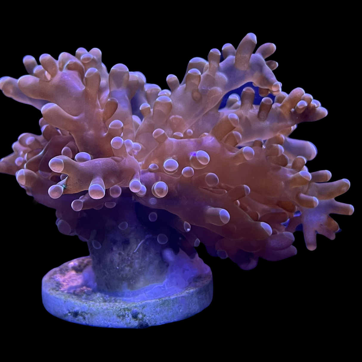 Aquacultured Indonesian Frogspawn Frag