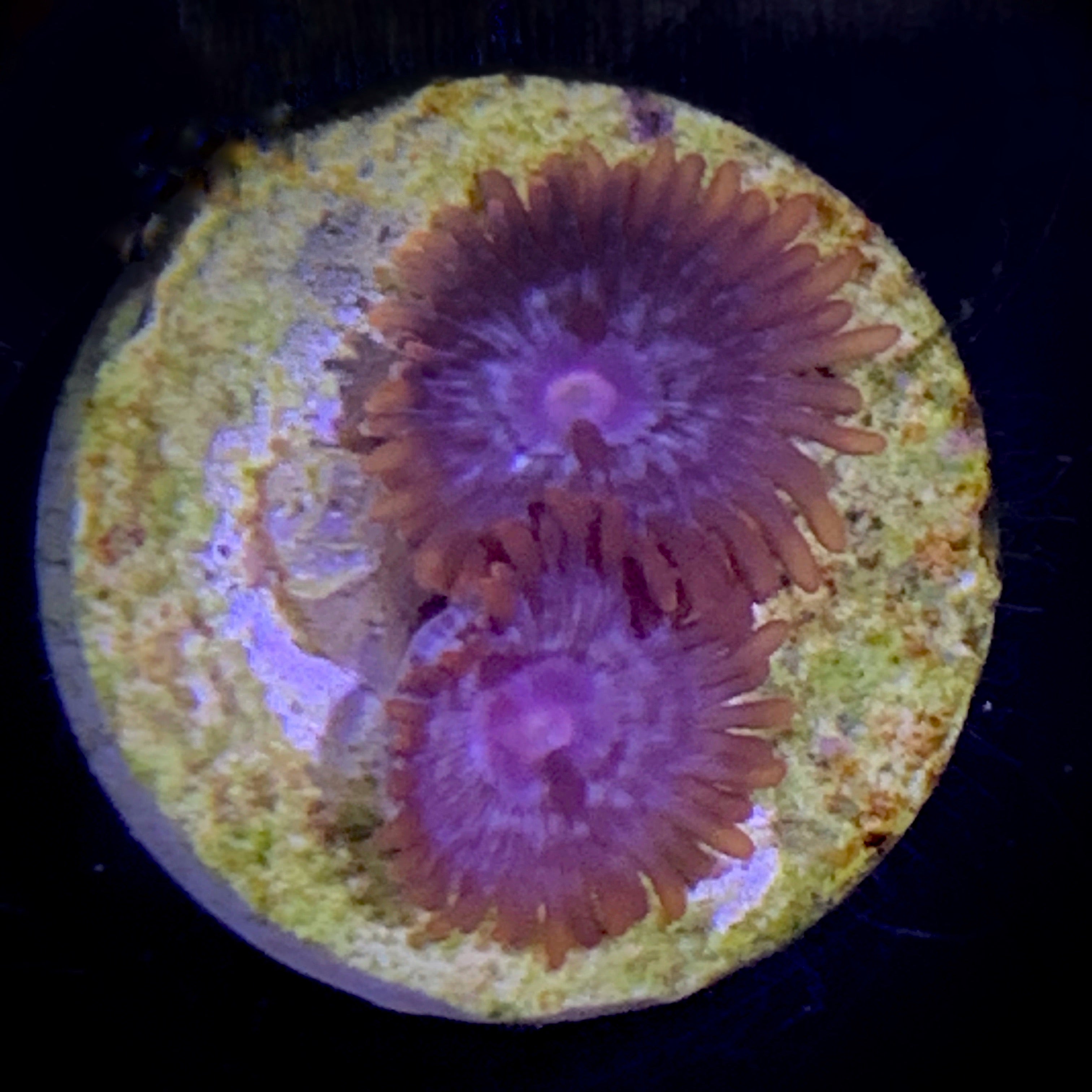 Zoa Frag