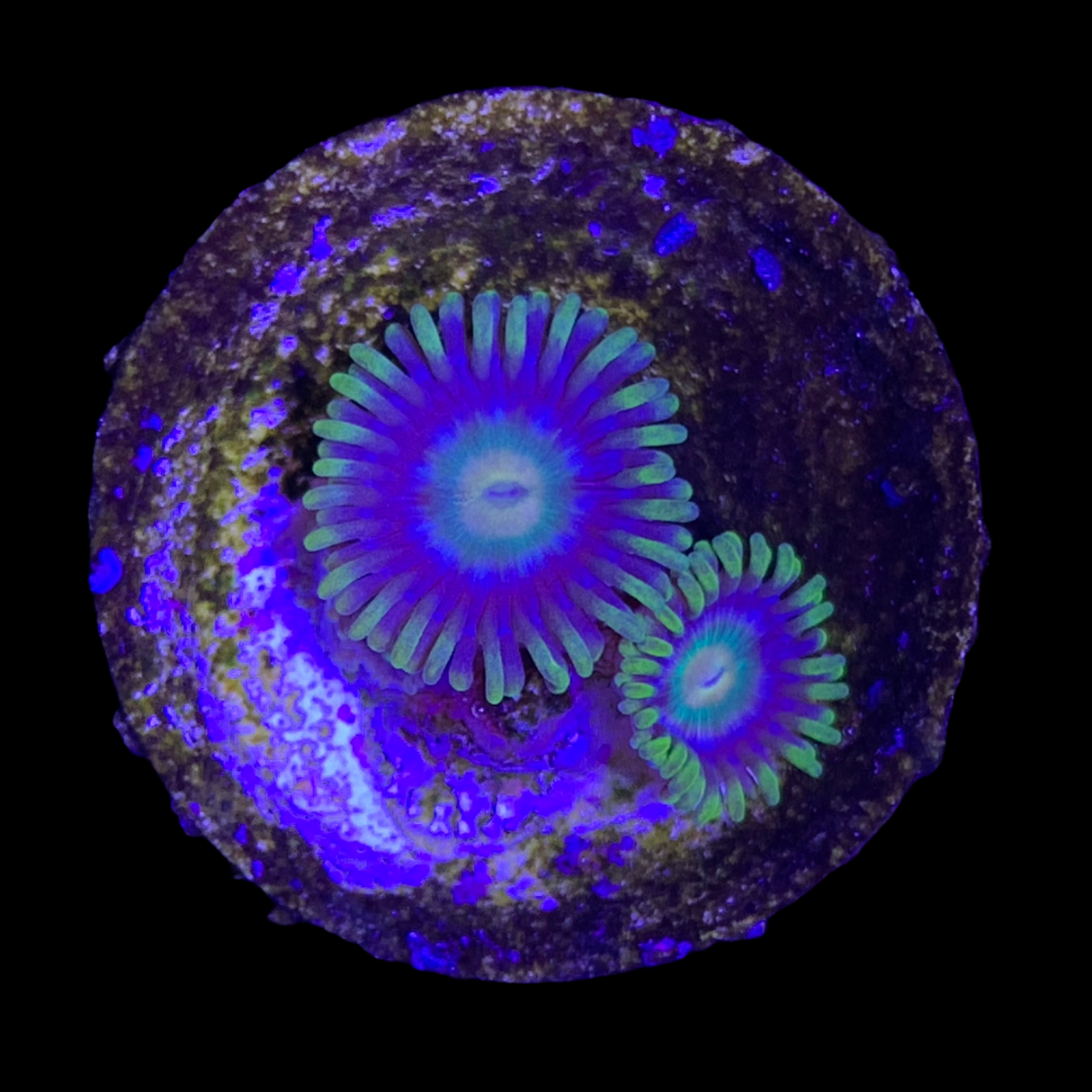 Zoa Frag