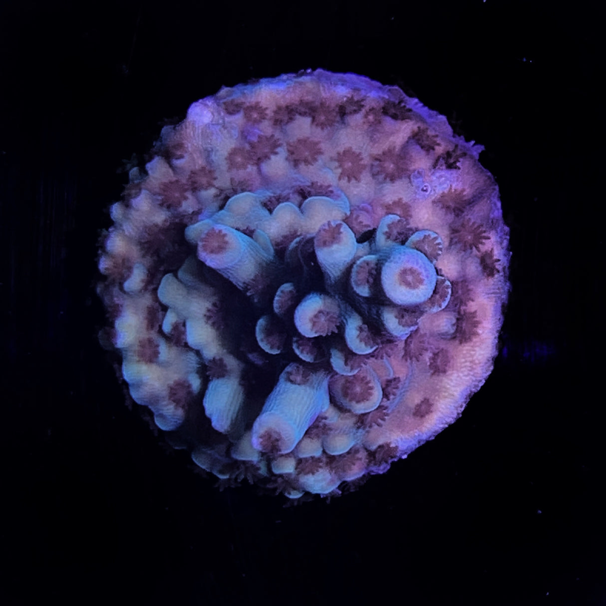 Acropora Frag