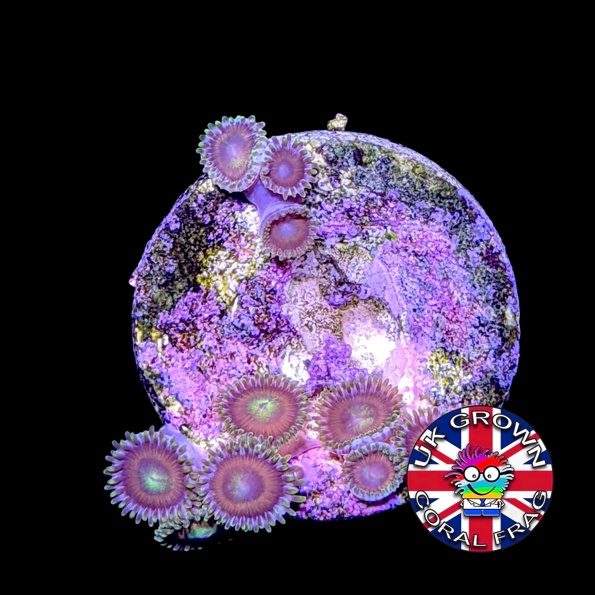 Zoa Frag (UK Grown)