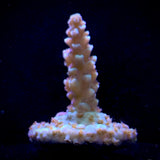 Acropora Frag