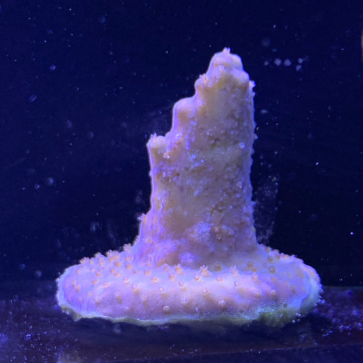 Acropora Frag