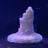 Acropora Frag