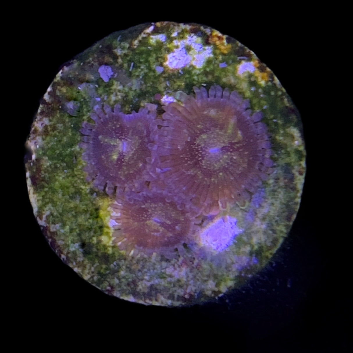 Zoa Frag