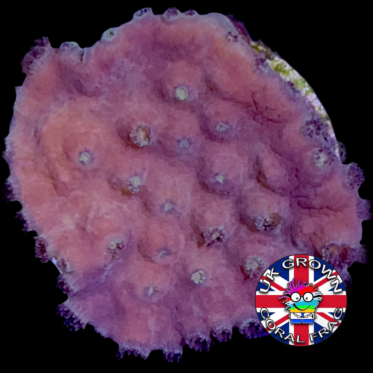 Yellow Turbinaria (UK Grown)