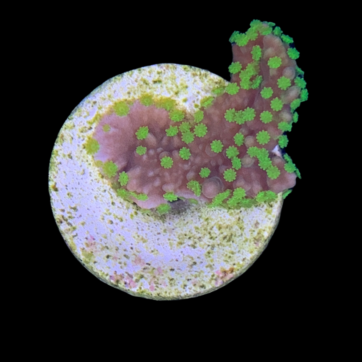 Hirsuta Montipora