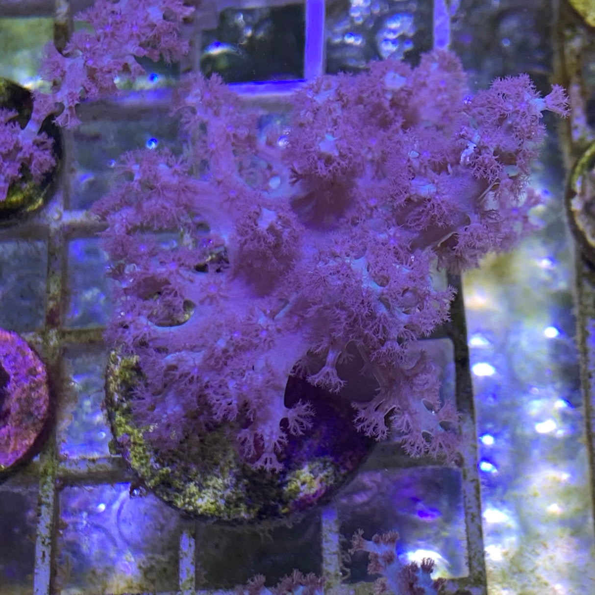 Large Sinularia Leather Frag