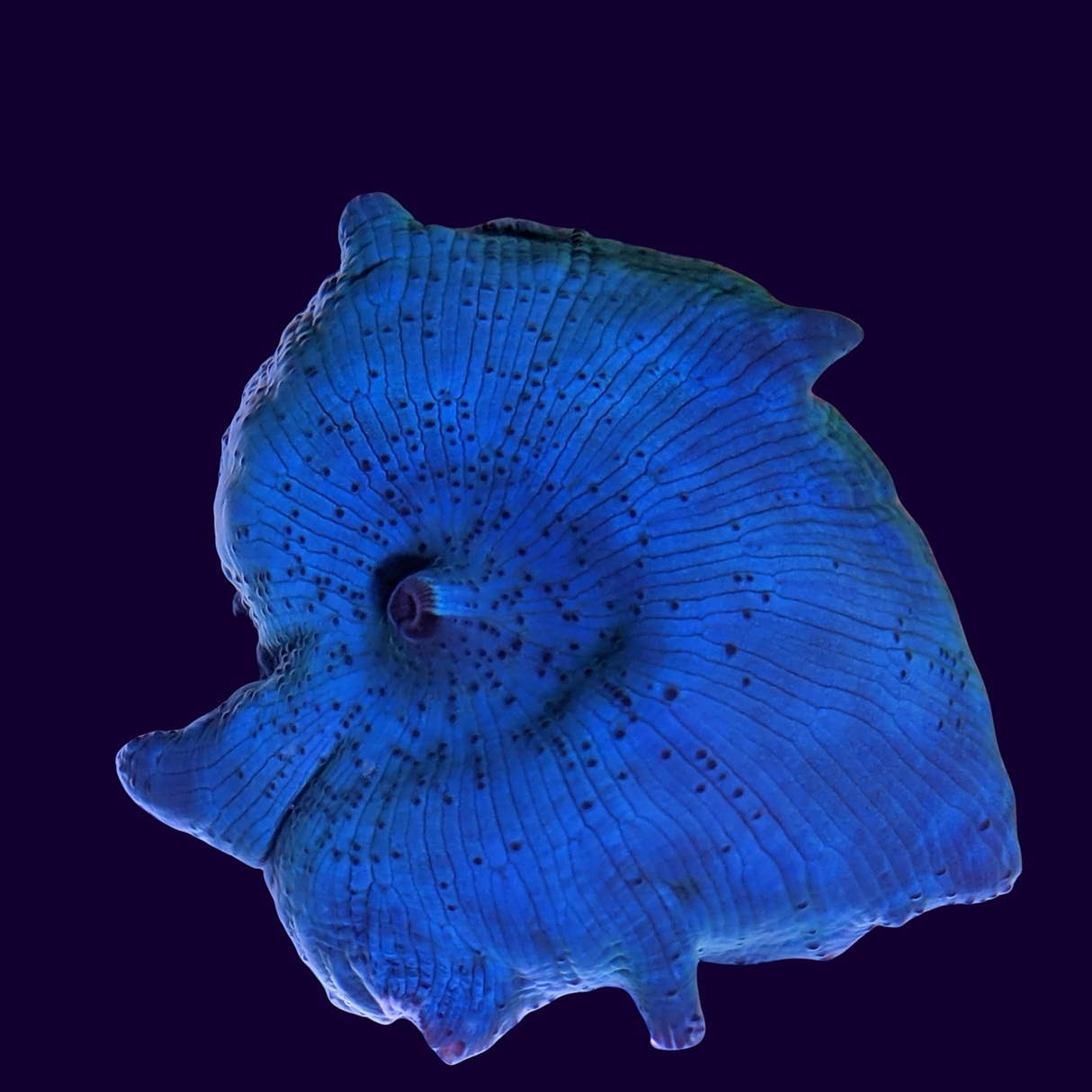 Blue Discosoma Mushroom